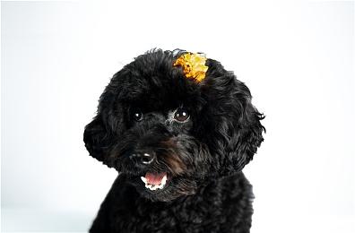 《UFO魔神古兰戴萨：狼之盛宴》上市宣传片欣赏